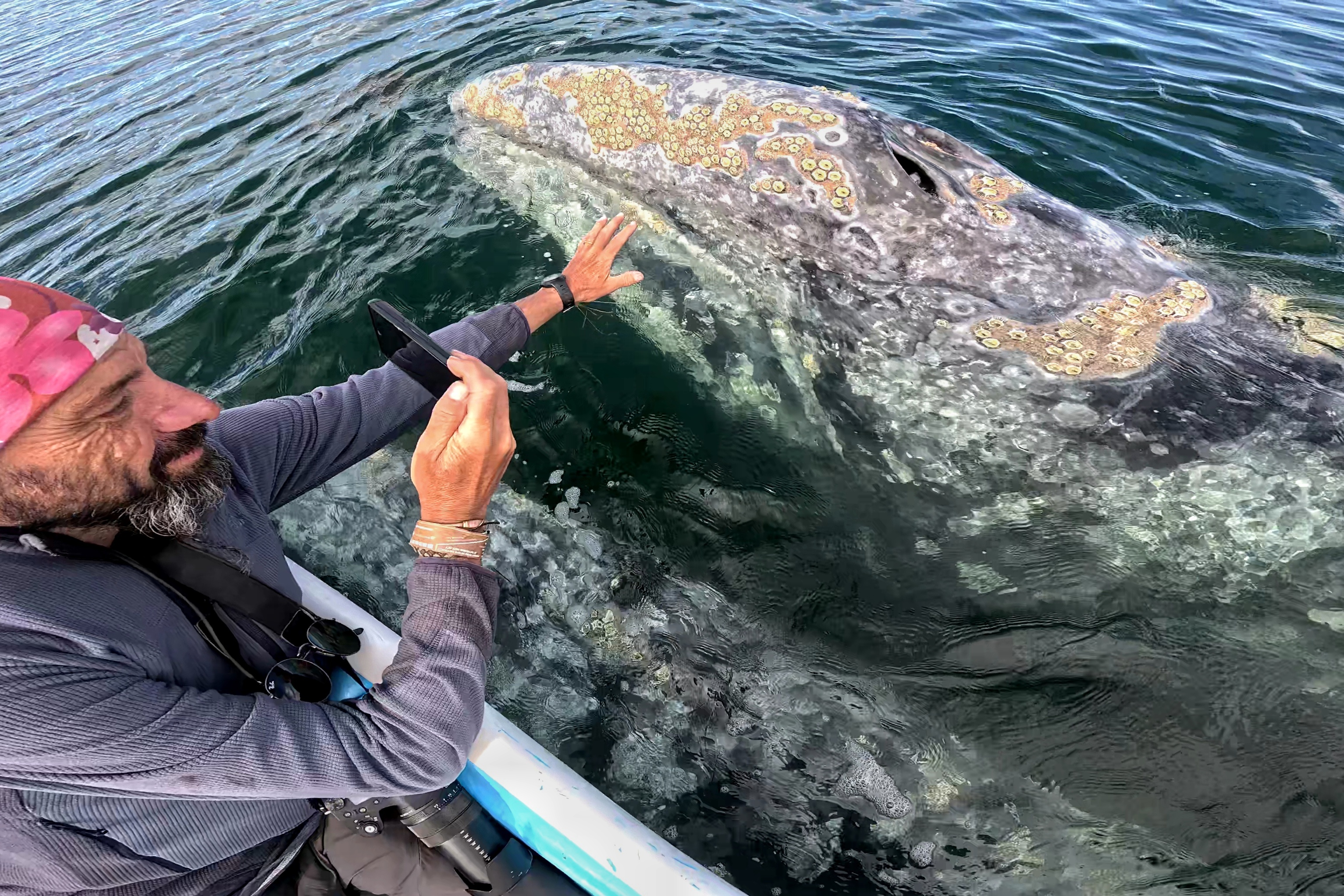 Contact avec une baleine grise